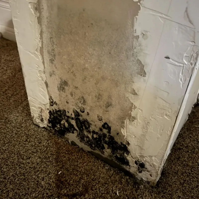 Professional Mold Removal in Polk City, IA
